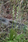 Spiranthes aestivalis